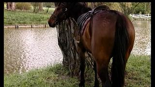 Heisses Blut (1998) Multi Media Verlag Full XXX Retro