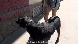 Cock Sucking Mondays - Enjoy A POV Dick Licking Hottie featuring Alexis Cherry,  Figi